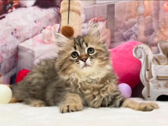 サイベリアン💜ロン
