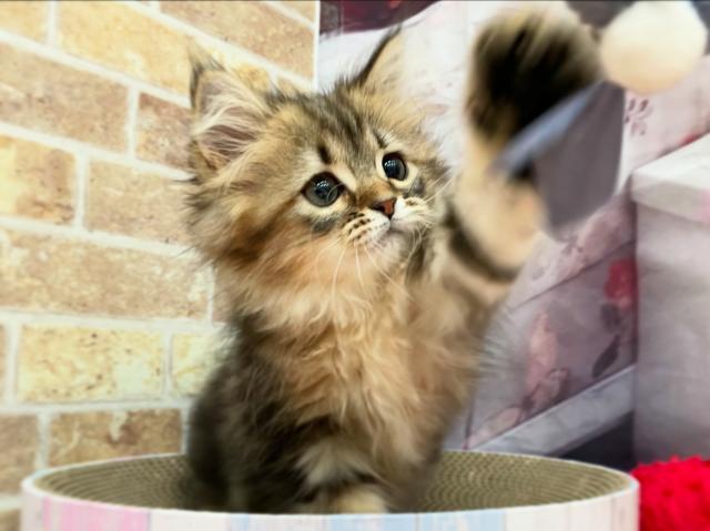 サイベリアン💗アール