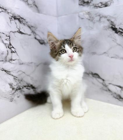 ノルウェージャンフォレストキャット【7/12お写真、動画更新！】甘えんぼな大型猫♡毎日ぎゅっとしたくなる存在！