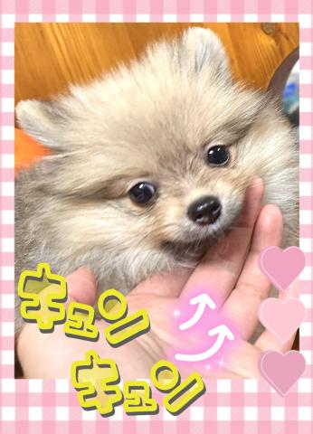 ポメラニアン