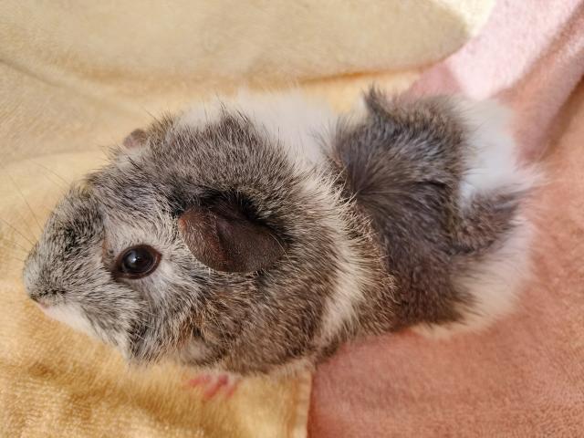 アビシニアンモルモット