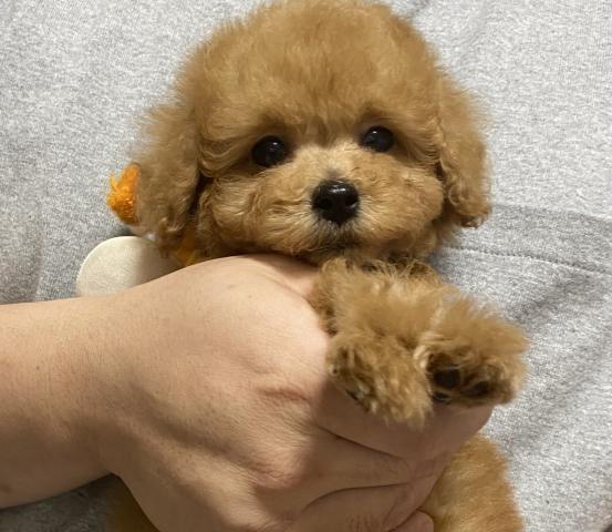 トイプードル