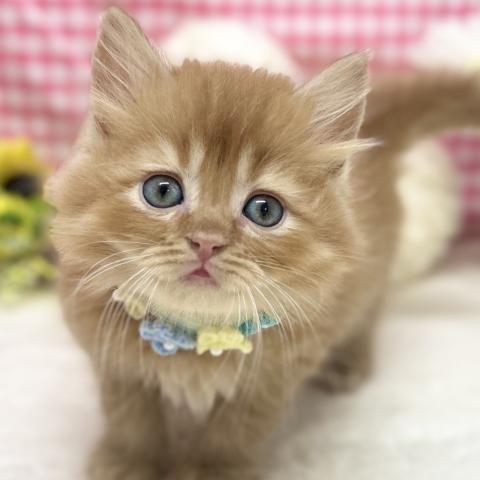 スコティッシュフォールド