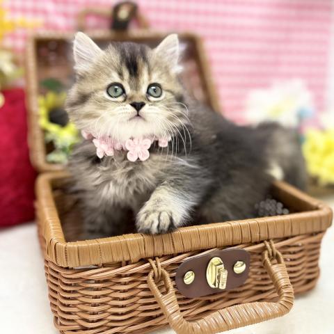 スコティッシュフォールド