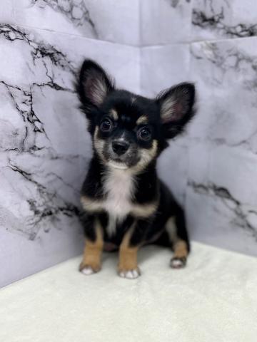 チワワ（ロングコート）【7/13お写真、動画更新しました！】尻尾ブンブンで甘えちゃうチワワちゃん♡
