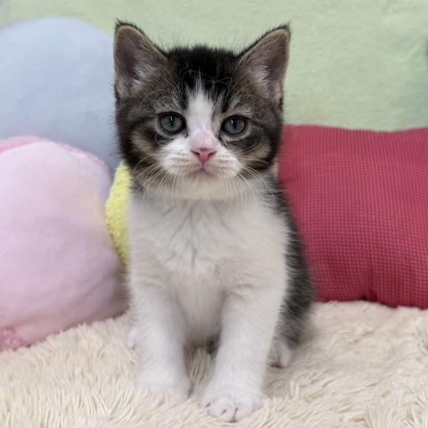 ブリティッシュショートヘア