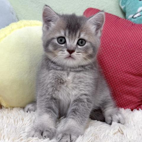 ブリティッシュショートヘア