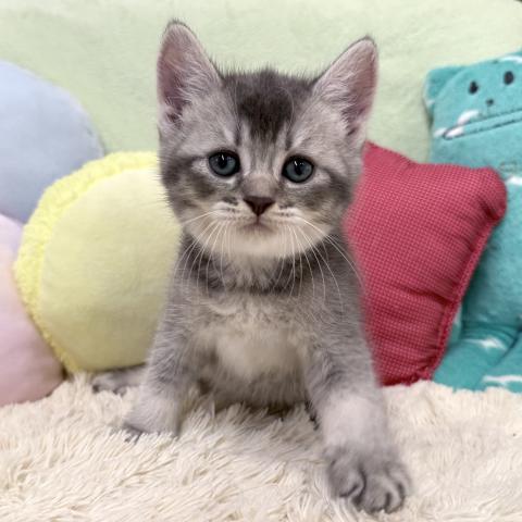 ブリティッシュショートヘア