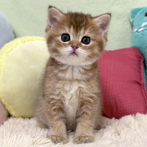 ブリティッシュショートヘア