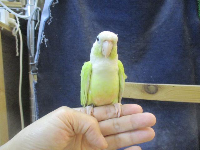 ホオミドリウロコインコ