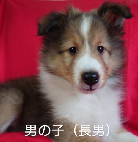 シェットランドシープドッグ