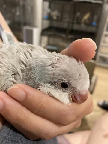 オキナインコ（ブルーパリッド系