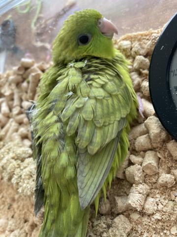 サザナミインコ（スパングル系）３号