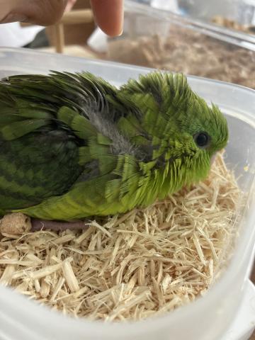 サザナミインコ（グリーン）２号