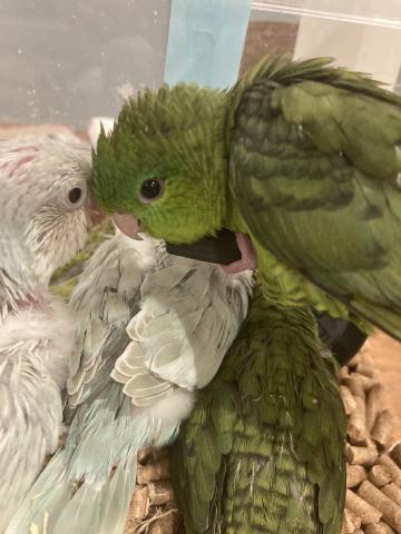 サザナミインコ（グリーン）１号