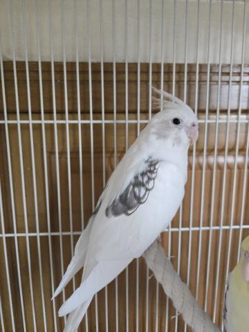 オカメインコ