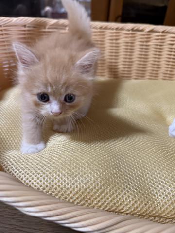 スコティッシュフォールド