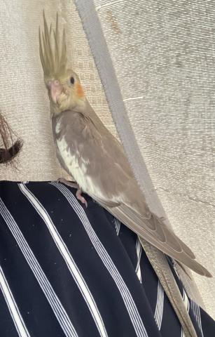 オカメインコシナモン