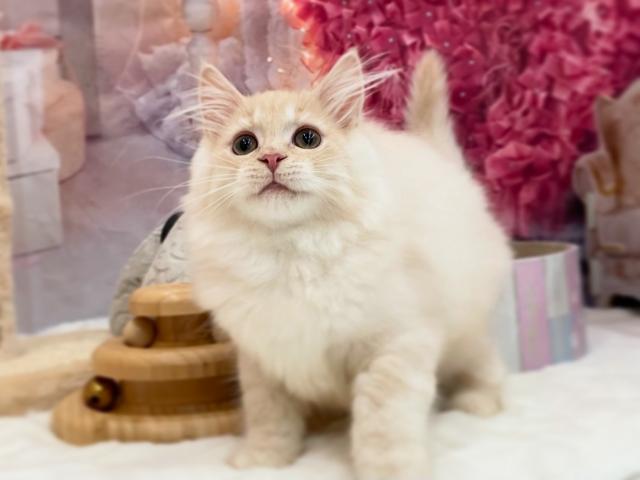 サイベリアン💚HPからのお問合せ・ご成約でおもちゃをプレゼント🐾バビくん