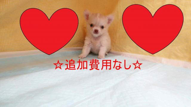 ☆愛嬌たっぷりの可愛いお顔👶尻尾ふりふり💕ちびっこチワワちゃん☆