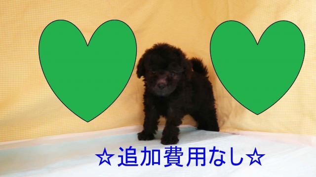 ☆食欲旺盛🍙元気いっぱいの甘えん坊💖シルバーぷー君☆