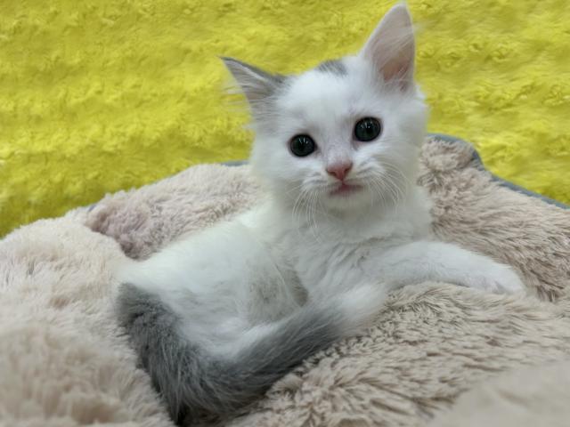 スコティッシュフォールド㊗️只今!! 子犬💕仔猫❣️最愛なる可愛いキャンペーン中‼️❤️