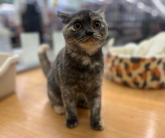 ブリティッシュショートヘア