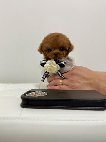 トイプードル超絶Babyface🍼🤍極小プードル