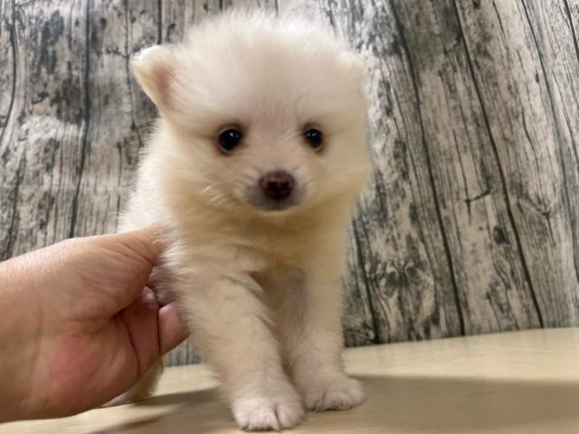 ポメラニアン