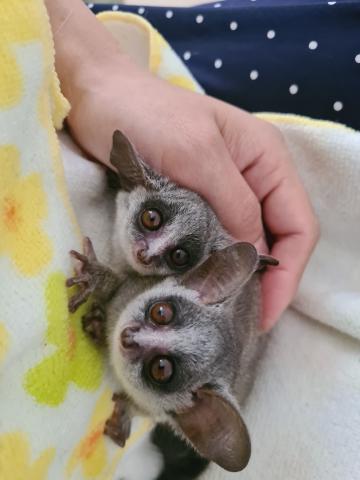 ショウガラゴ