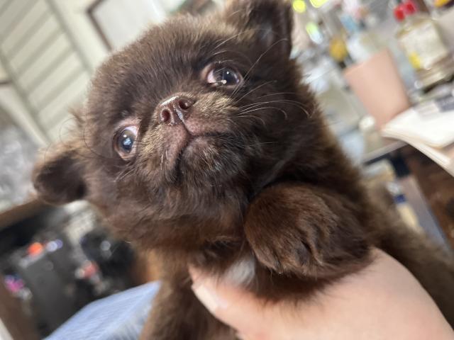 癒されてしまう子グマちゃん