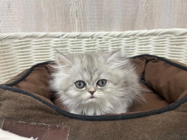 エキゾチックロングヘアー