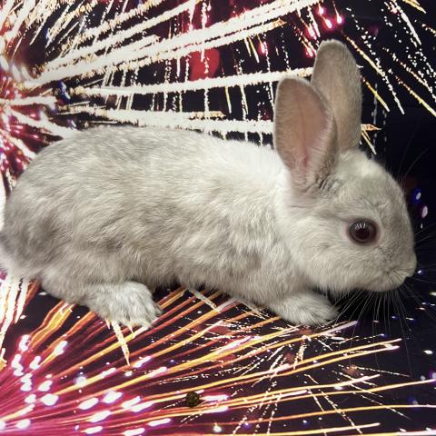 ネザーランドドワーフ