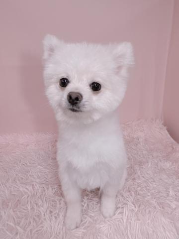 ポメラニアン