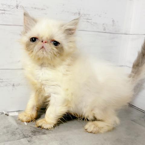 エキゾチックショートヘアー