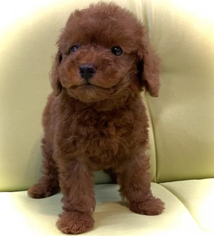 トイプードルタイニーサイズ確定のタイニープードル✨素敵な飼い主さん募集中✨