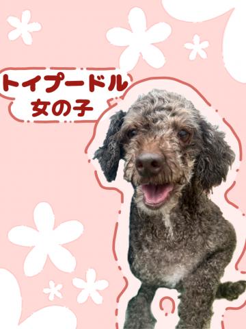 トイプードル