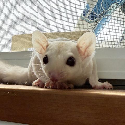 クリミノモザイクhetプラチナ