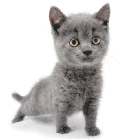 ブリティッシュショートヘア