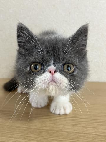 エキゾチックショートヘアー
