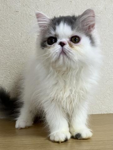 エキゾチックショートヘアーロングヘア