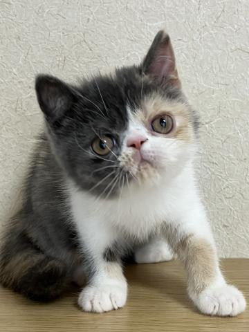 エキゾチックショートヘアー