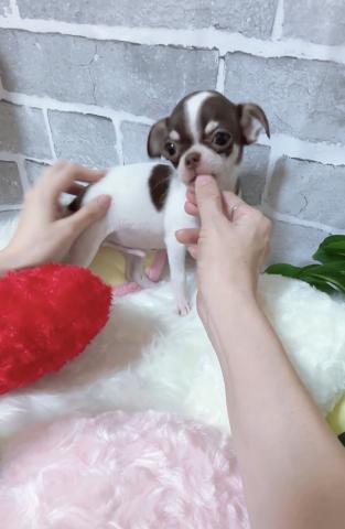 チワワ（スムースコート）
