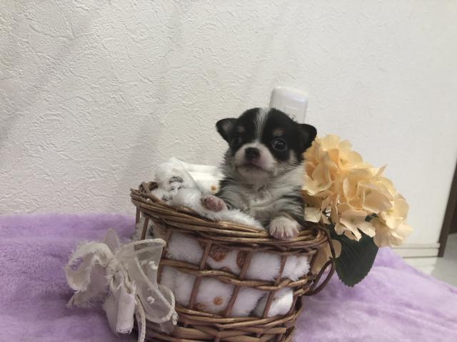 チワワ（ロングコート）
