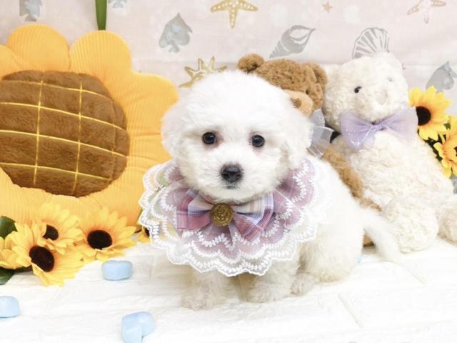 ビションフリーゼ