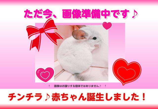 🐹チンチラ(バイオレットエボニー系)