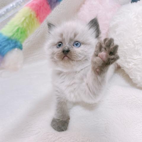 サイベリアン