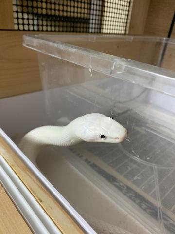 ヘビ　　