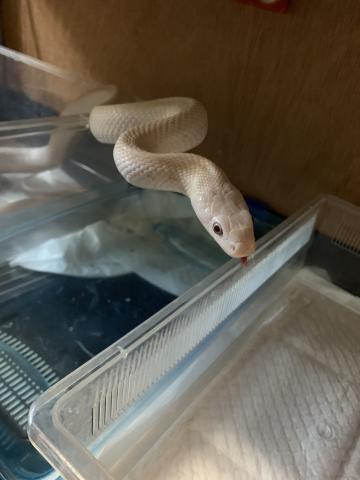 ヘビ