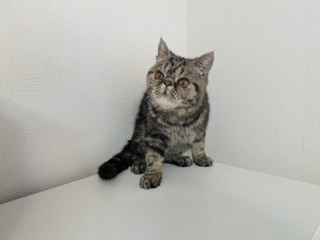 エキゾチックショートヘアー